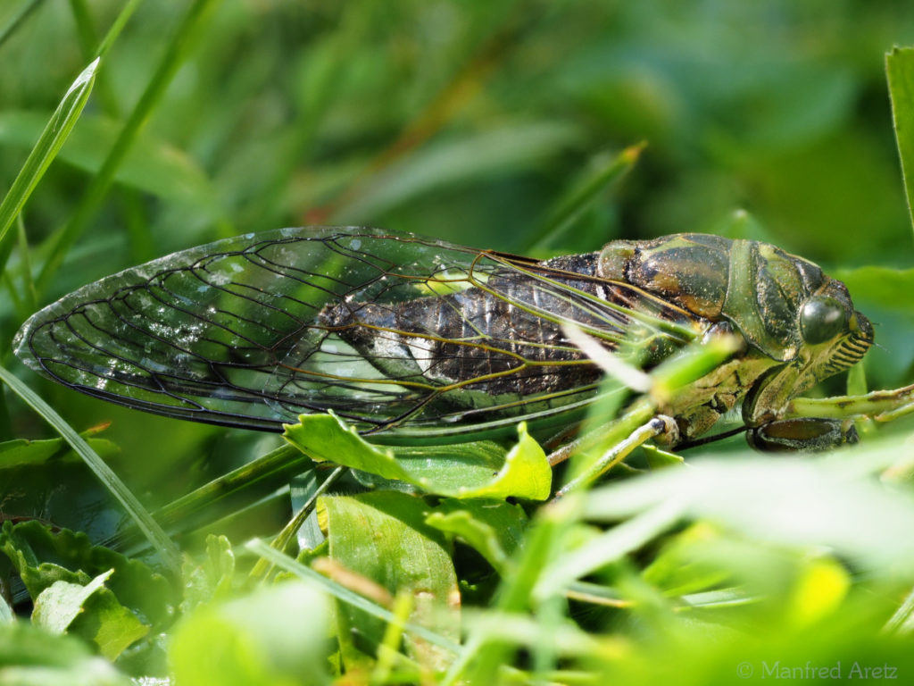 dog day cicada