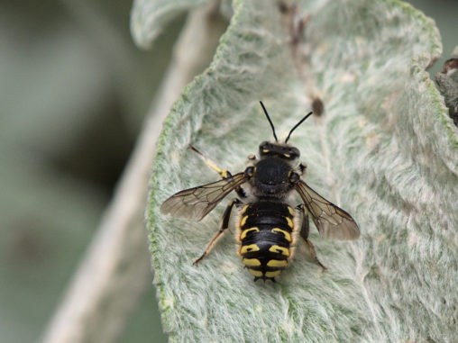 Wool Carder Bee - Anthidium manicatum - North American Insects & Spiders